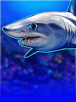 Slingo Shark Week-bg