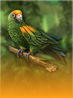 King of the Jungle RHFP