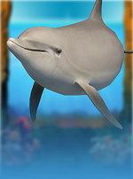 Wild Dolphin com