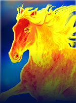 Mighty Stallion Hold & Win